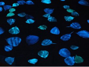 miya-ando-bioluminescent-leaves-537x405